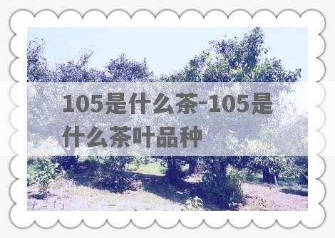 105是什么茶-105是什么茶叶品种
