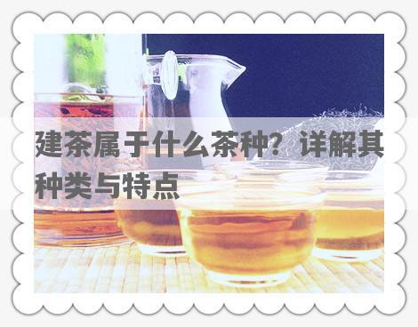 建茶属于什么茶种？详解其种类与特点