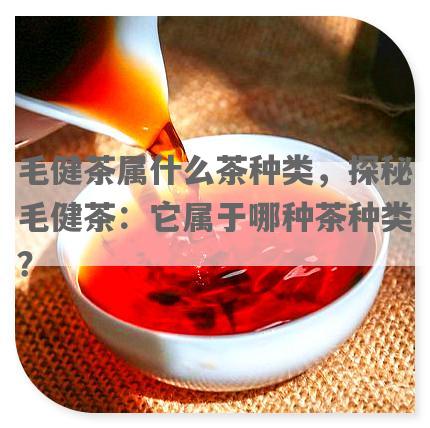 毛健茶属什么茶种类，探秘毛健茶：它属于哪种茶种类？