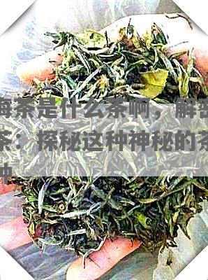 望海茶是什么茶啊，解密望海茶：探秘这种神秘的茶叶品种