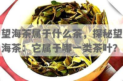 望海茶属于什么茶，探秘望海茶：它属于哪一类茶叶？