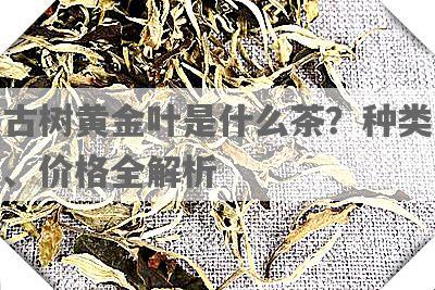 古树黄金叶是什么茶？种类、价格全解析