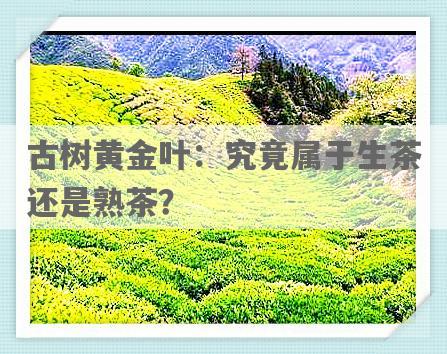 古树黄金叶：究竟属于生茶还是熟茶？