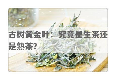 古树黄金叶：究竟是生茶还是熟茶？