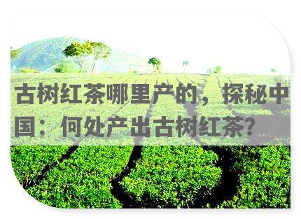 古树红茶哪里产的，探秘中国：何处产出古树红茶？