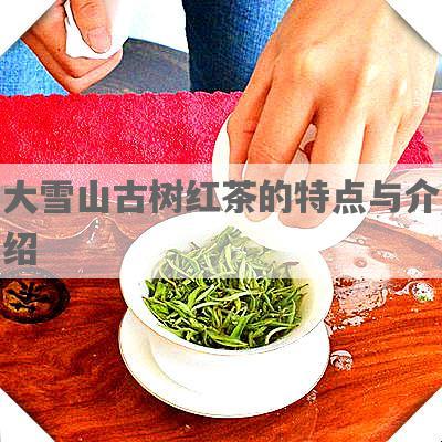 大雪山古树红茶的特点与介绍